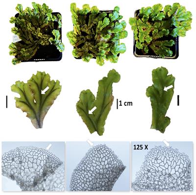 Evolutionary History of the Marchantia polymorpha Complex